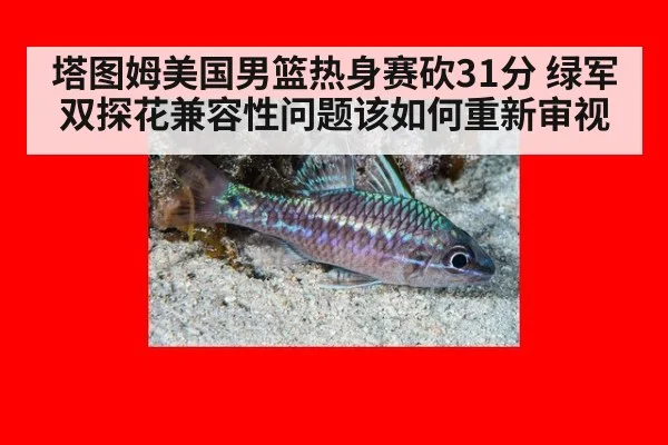 塔图姆美国男篮热身赛砍31分 绿军双探花兼容性问题该如何重新审视